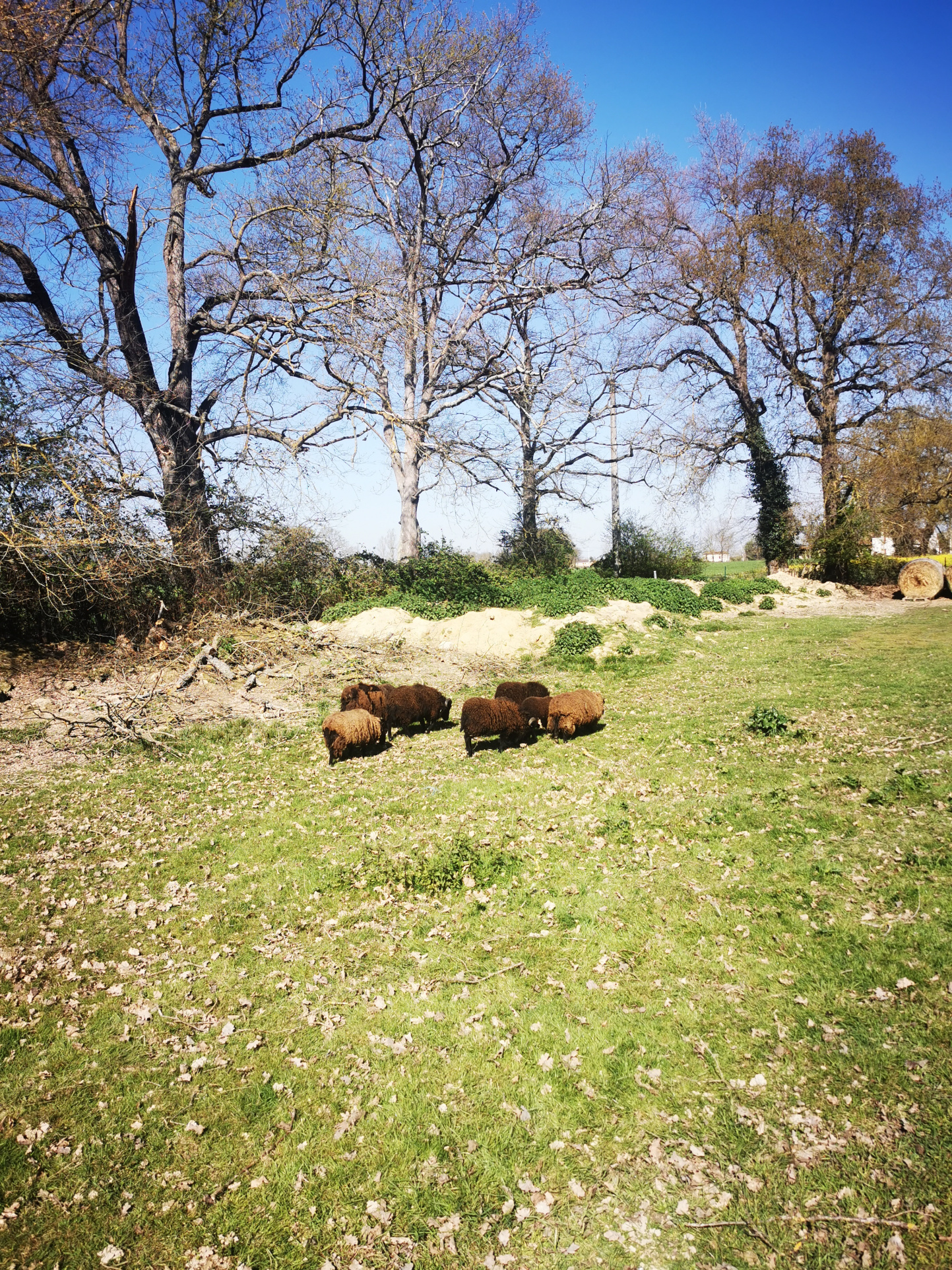 Accueil d'animaux possible (actuellement poulailler   moutons)