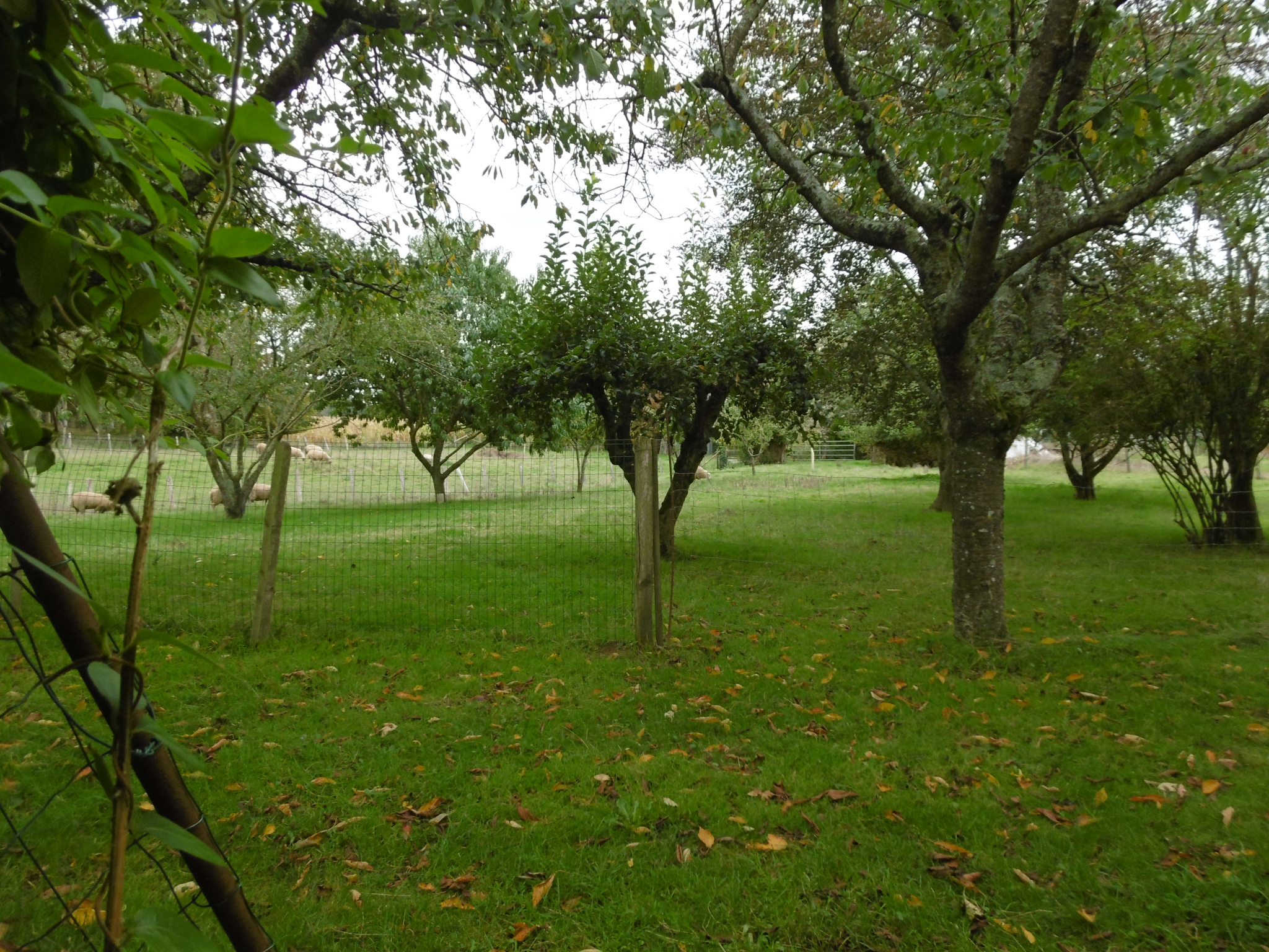Photo 4